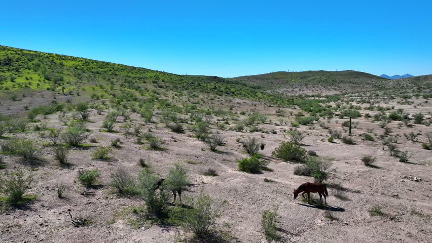 Aerial view of two donkeys grazing in a desert landscape with scattered shrubs and distant mountains under a clear blue sky, Butcher Jones Beach, Arizona, United States.