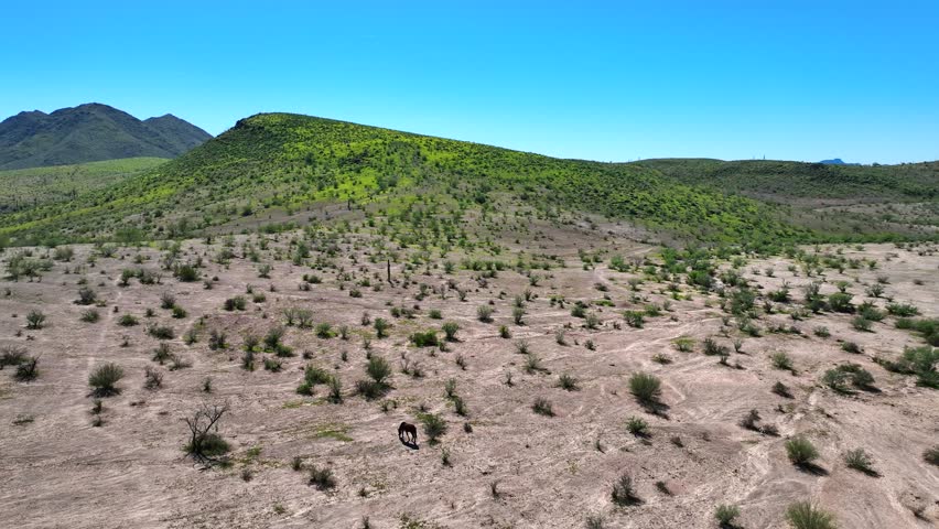 Aerial view of horses grazing on the arid land near Butcher Jones Beach Site, with mountains in the background, Butcher Jones Beach Site, Arizona, United States.