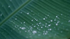 Close up slow pan of glistening water droplets on a large green banana leaf. Macro video captures rain or dew on the leaf texture. - Powered by Shutterstock - Get 15% off with code: PIKWIZARD15