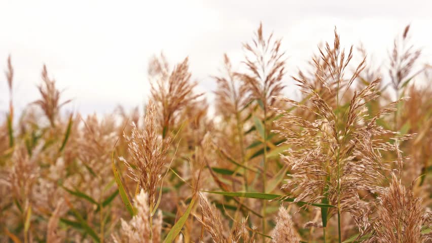 Dry reed plume field waving in soft breeze