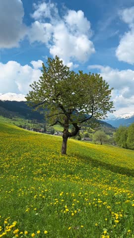 Apricot tree in a field of wild yellow flowers, nature frame outdoor Switzerland
