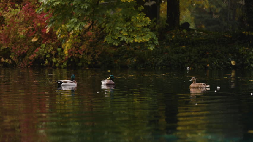 Cinematic wide shot of three ducks floating on a gently rippling pond surrounded by colorful autumn trees and leaves, a peaceful rustic afternoon scene filled with fall beauty and calm water.