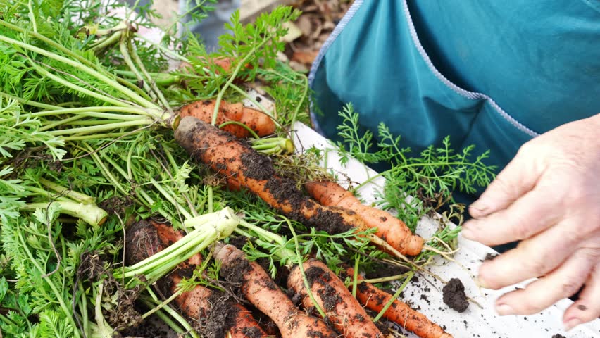 Harvesting fresh carrots from the farm in sunny weather