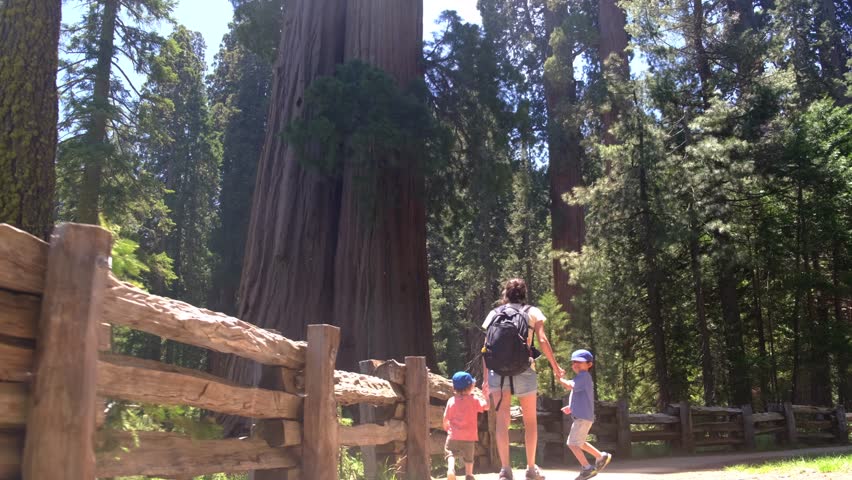 Family enjoying a scenic walk through the towering giant sequoias in a national park, experiencing outdoor adventure, bonding, and exploring the beauty of nature