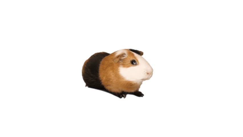 talking guinea pig white background