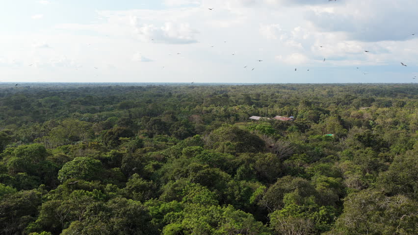 Aerial footage of the lush Amazon rainforest meeting the wide expanse of the Amazon River under a beautiful twilight sky