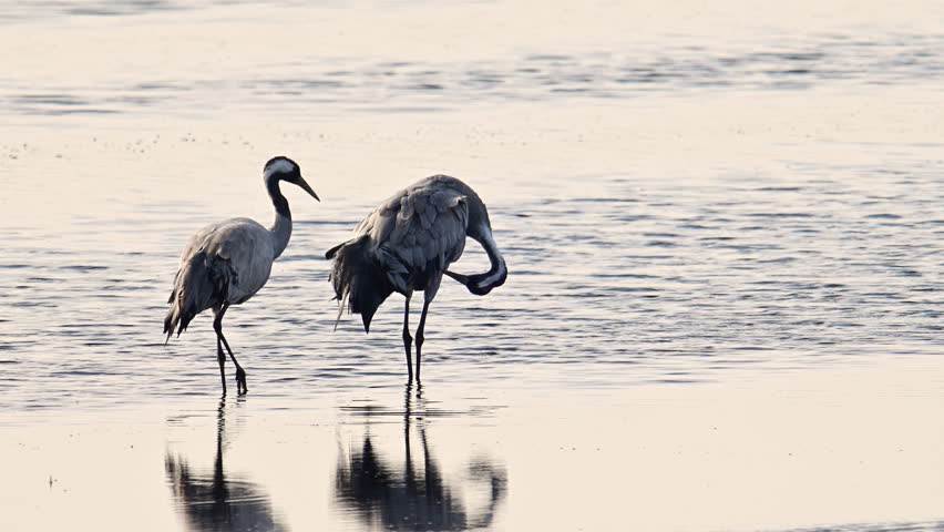 Common Cranes or Eurasian Cranes (Grus Grus) resting in a swamp near Diepholz in Germany during the autumn migration.