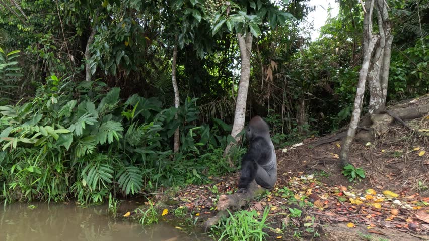 Gorilla natural habitat against tropical forest.