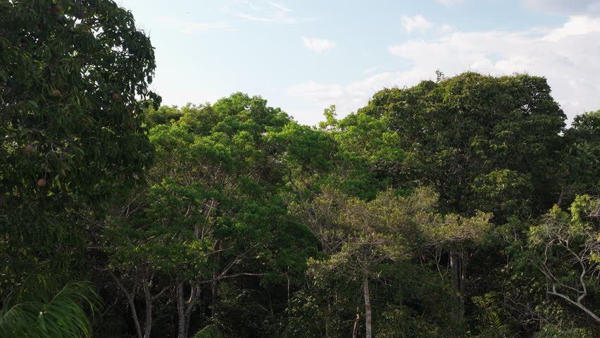 Aerial view of Amazon rainforest canopy flying over jungle treetops. Vast and dense tropical forest under a cloudy sky