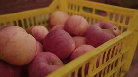 Fresh Apples Collected in a Bright Yellow Basket at a Local Orchard During the Harvest Season - Powered by Shutterstock - Get 15% off with code: PIKWIZARD15