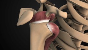 Shoulder Tendon Movement and Muscular Attachment - Powered by Shutterstock - Get 15% off with code: PIKWIZARD15