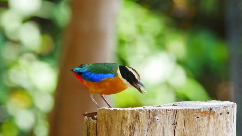 A colorful Indian pitta bird perches gracefully on a tree stump in a lush green forest, its vibrant feathers shining in the sunlight, creating a peaceful and lively nature scene.