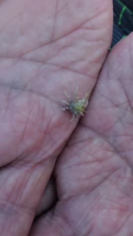 Close-up of a small crab resting on a person