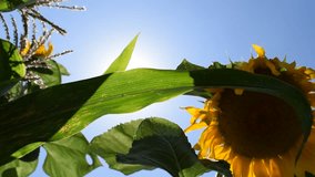 Sunlight shines through green leaves and sunflowers under a clear blue sky. Summer scene from a low angle, vibrant and bright. - Powered by Shutterstock - Get 15% off with code: PIKWIZARD15