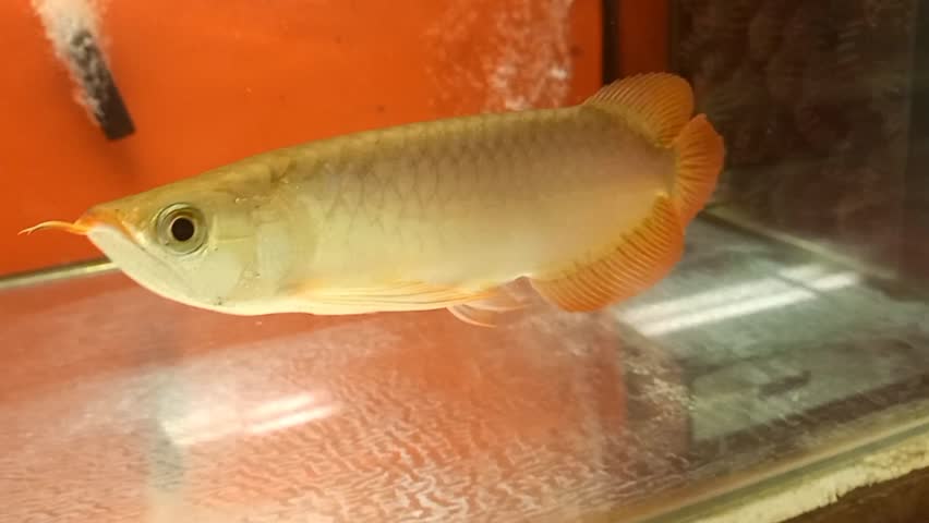 A rare and valuable albino Arowana fish showcasing its beautiful pinkish-white coloration as it patrols its well-lit home aquarium, a symbol of good fortune.