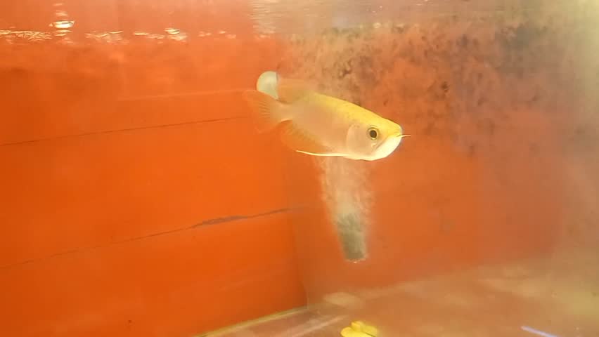A super red arowana fish with unique pale  reddish-white scales swimming gracefully inside an illuminated aquarium under bright lighting.