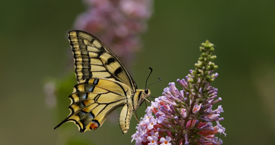 Old World swallowtail ( Papilio machaon), also knowed as the common yellow swallowtail or swallowtail. Southern France.