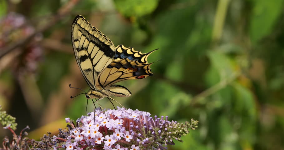 Old World swallowtail ( Papilio machaon), also knowed as the common yellow swallowtail or swallowtail. Southern France.