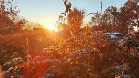 Golden Sunrise Glows Over Frosty Bushes In Autumn. Warm Sunlight Contrasts With Cold Frosted Plants. - Powered by Shutterstock - Get 15% off with code: PIKWIZARD15