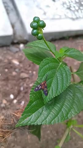 A vibrant Hubner’s Wasp Moth (Amata huebneri) rests on a textured green leaf, showcasing its striking black wings with orange patterns in a natural outdoor setting.

