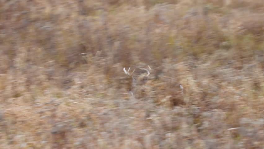 Whitetail buck deer (odocoileus virginianus) running in tall weeds during fall rut in Wisconsin