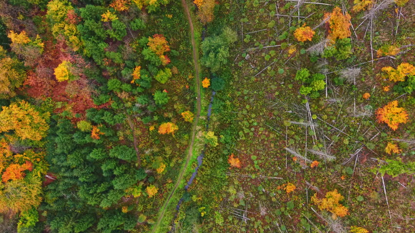 Aerial view of a forest during autumn where trees display bright orange and yellow leaves alongside a winding path Fallen logs are visible on the forest floor