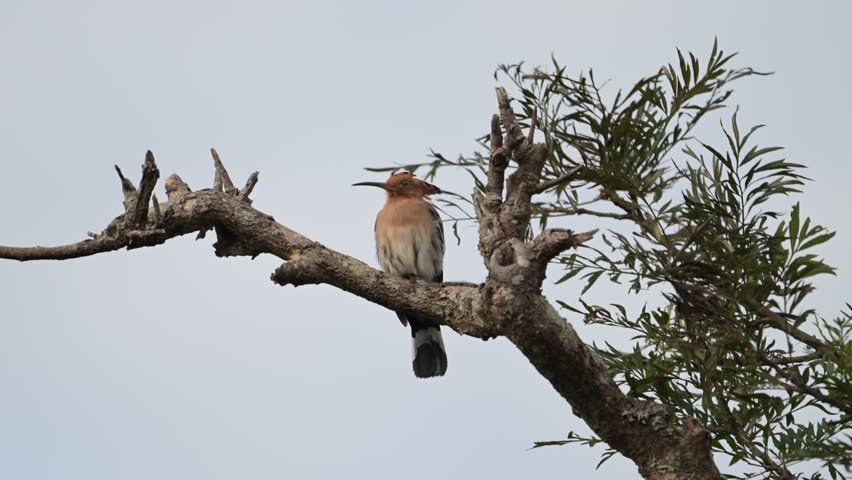 Eurasian hoopoe (Upupa epops), 4k video