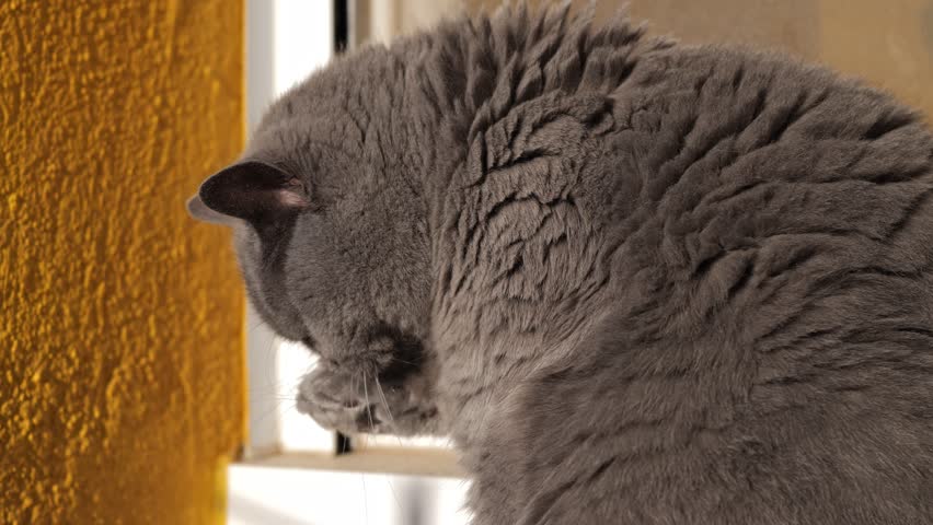 A fluffy gray British Shorthair cat grooming itself. The cat has a round face and dense fur, sitting near a window with a yellow wall in the background.