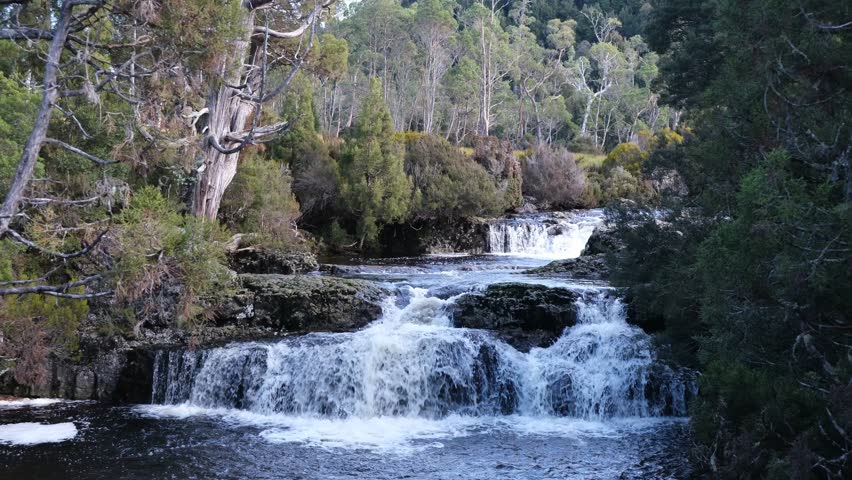 Beautiful clear river and small cascading waterfalls in Cradle Mountain National Park, Tasmania, surrounded by lush green forest. Natural landscape and travel destination in Australia.