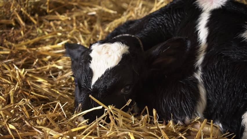 Young Calf Lying In Hay At Modern Dairy Farm. Healthy Calf Is Raised For Milk And Meat Production. Animals Husbandry. Calf In Cowshed Has Fine Conditions. Agriculture. Cattle Maintenance.
