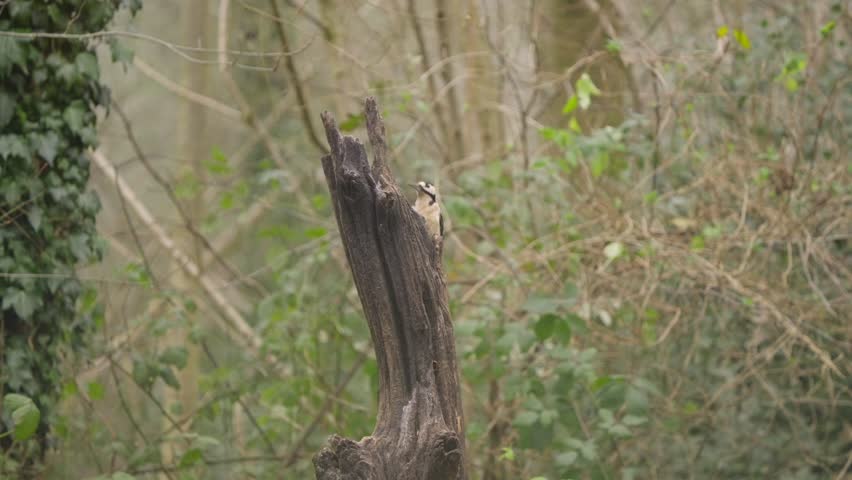 Great spotted woodpecker clings to bare branch in profile, forest background and soft lighting