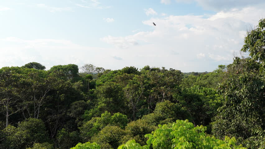 Immense and dense green jungle landscape revealing a deforested area. Consequences of human activity on the environment and ecosystems