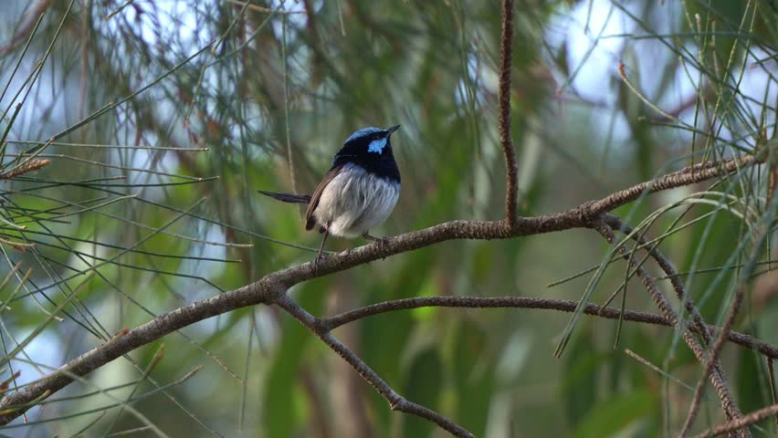 A male Superb Fairywren (Malurus cyaneus) perched on a branch, looking around the surroundings, spreads its wings and fly away, close up shot of Australian native bird species on a windy day.