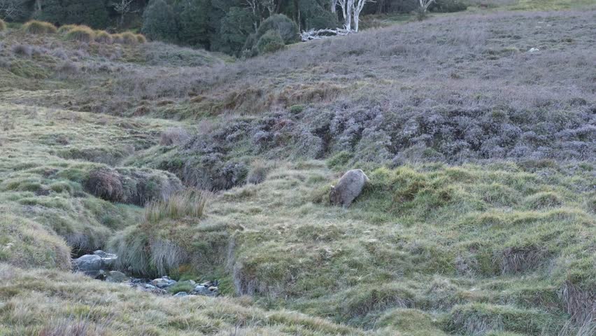 A wombat foraging and moving through the grassland area within Cradle Mountain-Lake St Clair National Park during daylight hours.