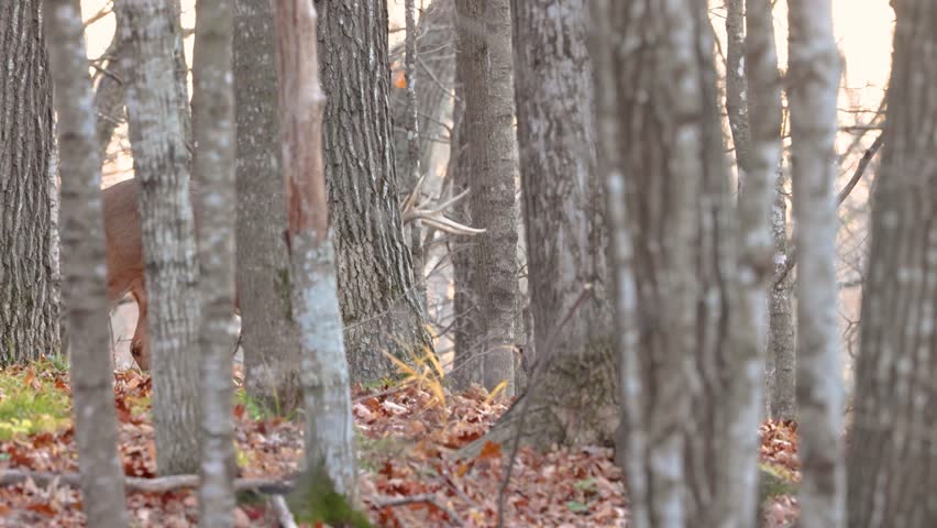 Whitetail buck deer (odocoileus virginianus) rubbing his antlers on a maple sapling then walking out from trees during fall rut in Wisconsin