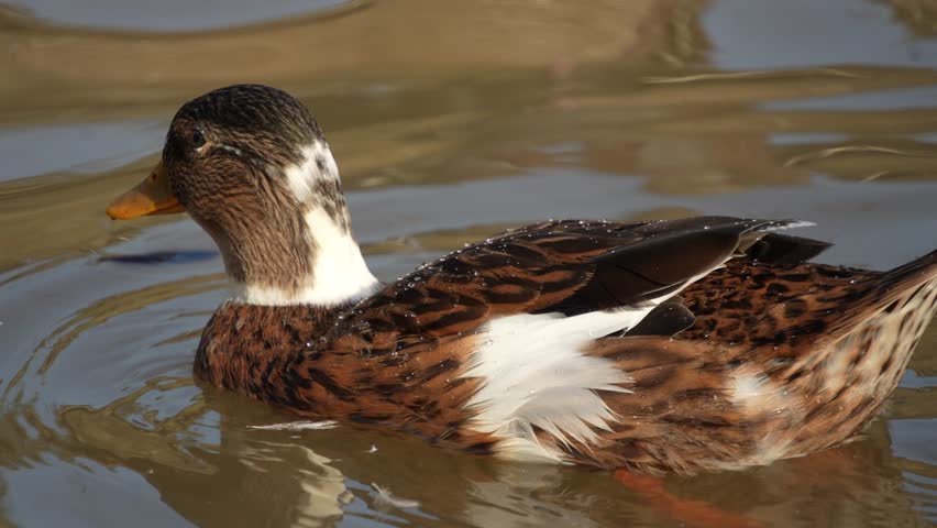 A female silver appleyard duck is happily playing with his friends in a pond at a public park in Asia. They are colorful ducks, especially in winter when their feathers are shinier than other seasons.