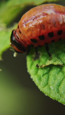Larva Of Leptinotarsa Decemlineata Eating Potato Leafs. Serious Pest Of Potato. Larva Of Colorado Potato Striped Beetle. close-up captures a beetle against green foliage, emphasizing vibrant colors