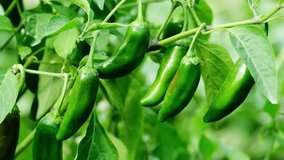Jalapeno peppers on the bush. Beautiful green jalapeno peppers in the garden. - Powered by Shutterstock - Get 15% off with code: PIKWIZARD15