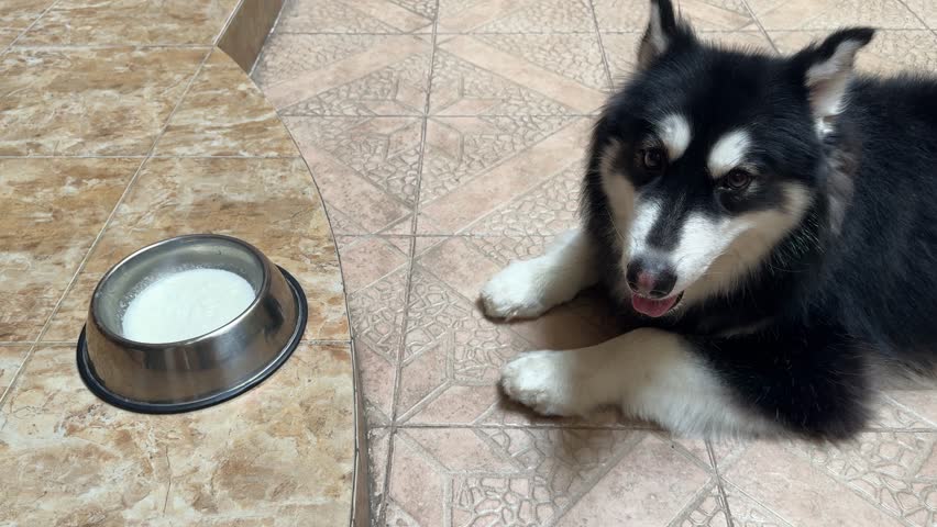 4K footage video of alaskan malamute dog drinking a milk on its food bowl. Cute alaskan or Siberian husky drinking a milk for its supplement.