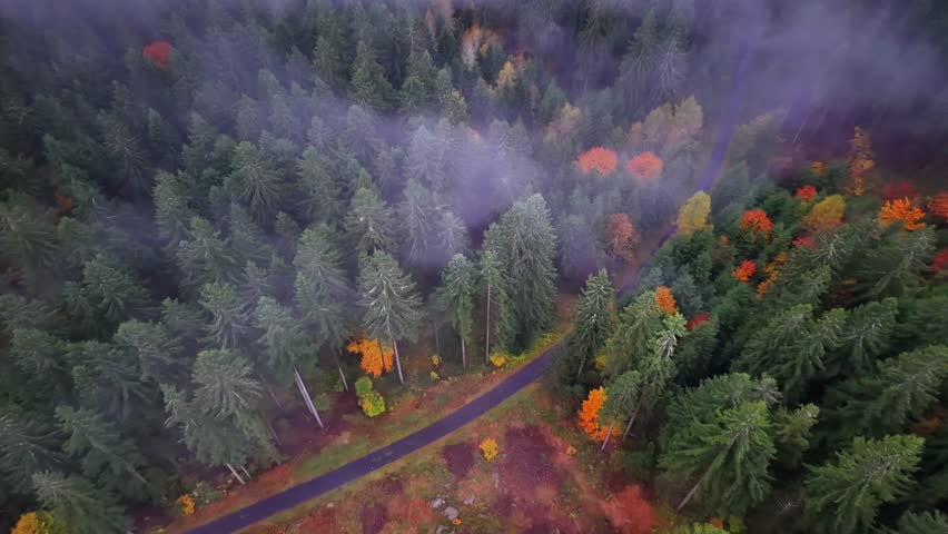 serene trail through vibrant woods, aerial vantage showing mysterious path amidst lush forest