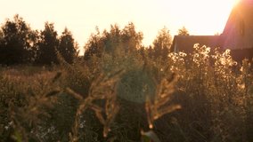 Serene rural landscape with tall grass and wildflowers swaying in breeze during warm sunset. Old wooden barn and forest in the background creating a peaceful, nostalgic village scene - Powered by Shutterstock - Get 15% off with code: PIKWIZARD15