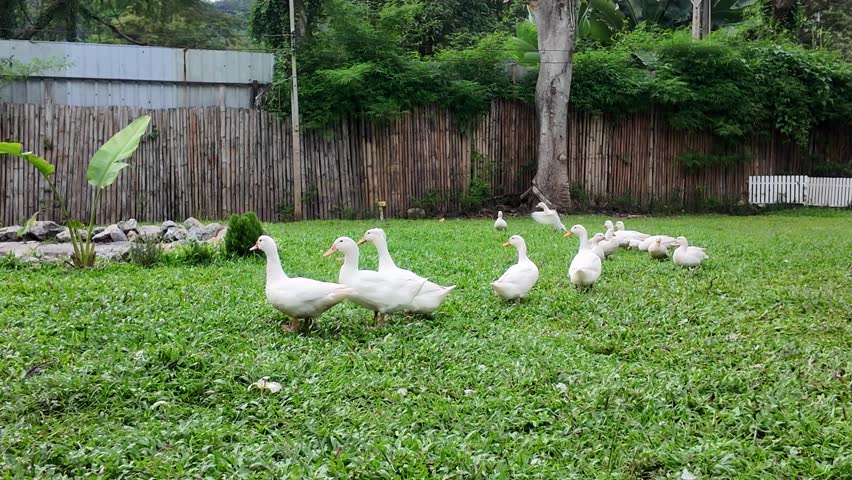 A group of ducks are gathered in a grassy field. The ducks are of various sizes and are scattered throughout the field. The scene is peaceful and serene