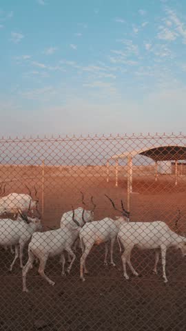 A group of arabian oryxes in desert landscape. Qatar