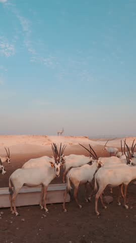 A group of arabian oryxes in desert landscape. Qatar