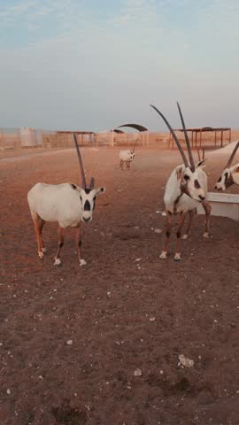 A group of arabian oryxes in desert landscape. Qatar