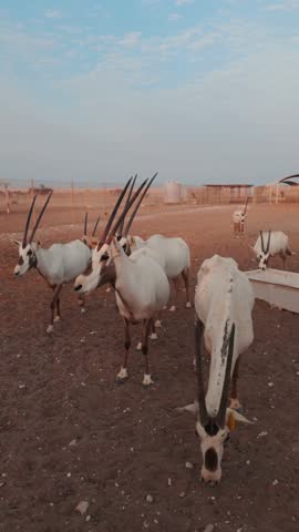 A group of arabian oryxes in desert landscape. Qatar