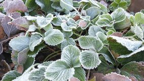 Strawberry leaves covered with frost - Powered by Shutterstock - Get 15% off with code: PIKWIZARD15