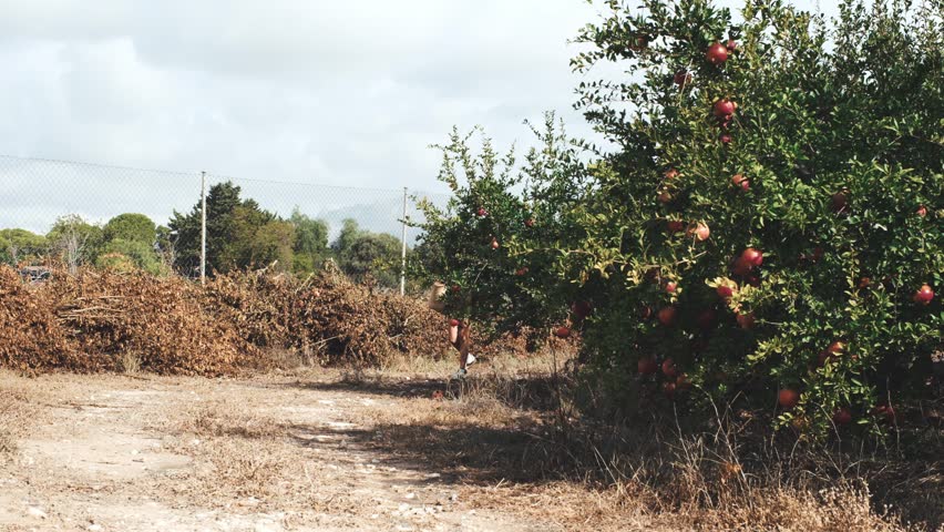 Woman harvesting pomegranates in rustic orchard with woven basket