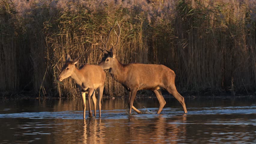 Red deer herd wading in calm lake during sunset with detailed close view of skin texture and water reflections in warm light.