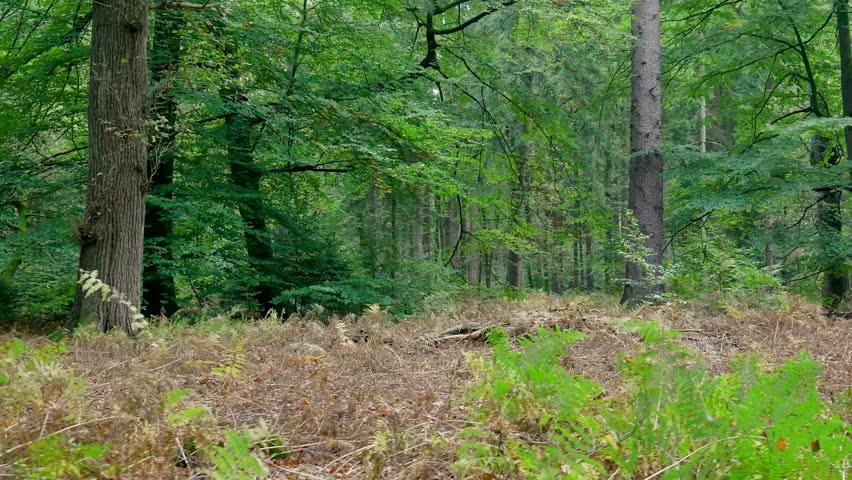 Slow panning shot revealing a dense forest with lush green foliage and old trees